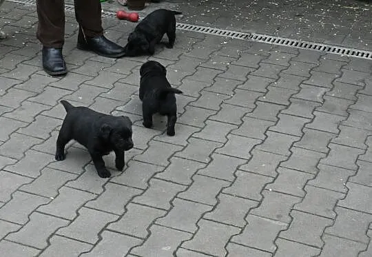 Szczenięta Labrador