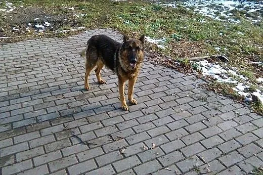 Gobiś - mocno skrzywdzony przez człowieka wilkowat