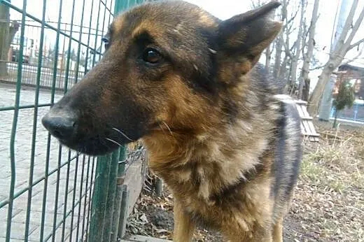 Gobiś - mocno skrzywdzony przez człowieka wilkowat