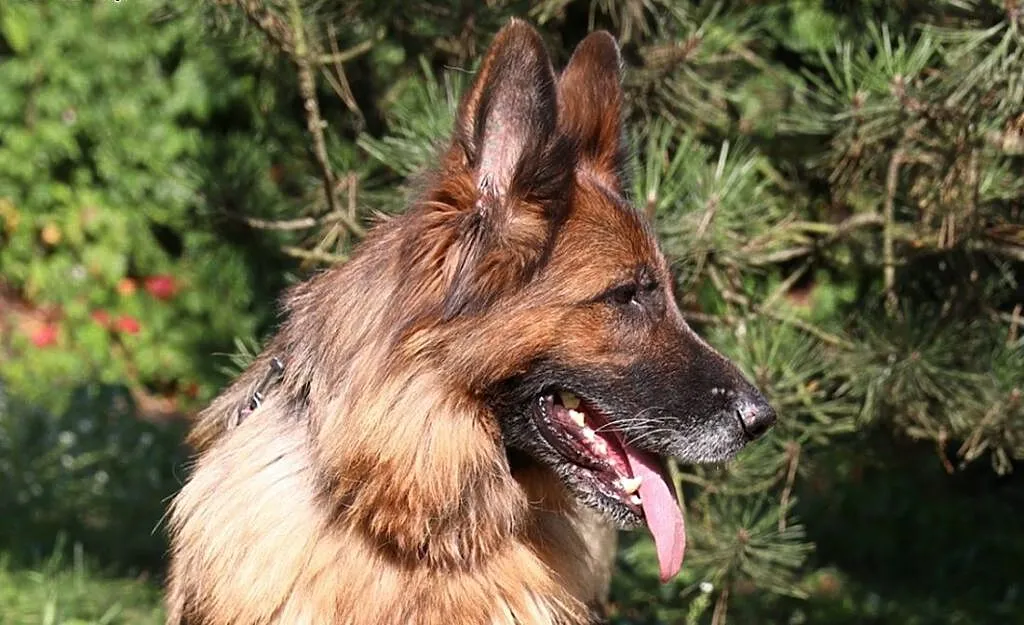Diana do adopcji, śląskie Gliwice, Śląskie, Gliwice