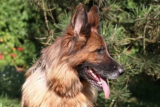 Diana do adopcji,  śląskie Gliwice, Śląskie, Gliwice