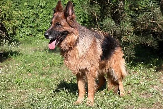 Diana do adopcji,  śląskie Gliwice, Śląskie, Gliwice