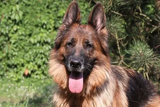 Diana do adopcji,  śląskie Gliwice, Śląskie, Gliwice