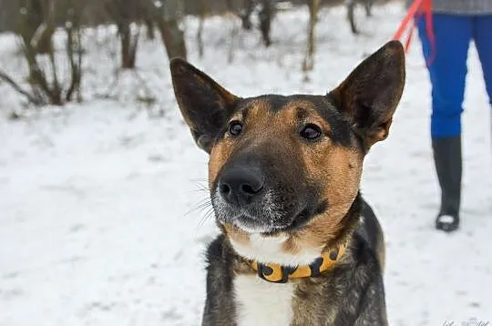 Bibi, sunia BULLTERIER, kochająca człowieka, wesoła sunia adopcja, Pomorskie, Gdańsk