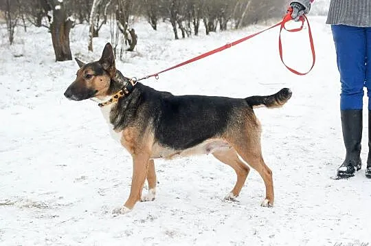 Bibi, sunia BULLTERIER, kochająca człowieka, wesoła sunia adopcja, Pomorskie, Gdańsk