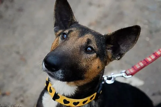 Bibi, sunia BULLTERIER, kochająca człowieka, wesoła sunia adopcja, Pomorskie, Gdańsk