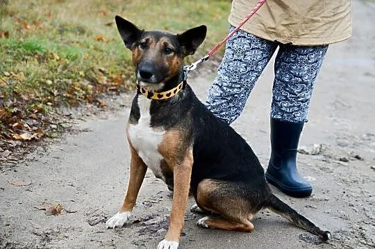Bibi, sunia BULLTERIER, kochająca człowieka, wesoła sunia adopcja, Pomorskie, Gdańsk