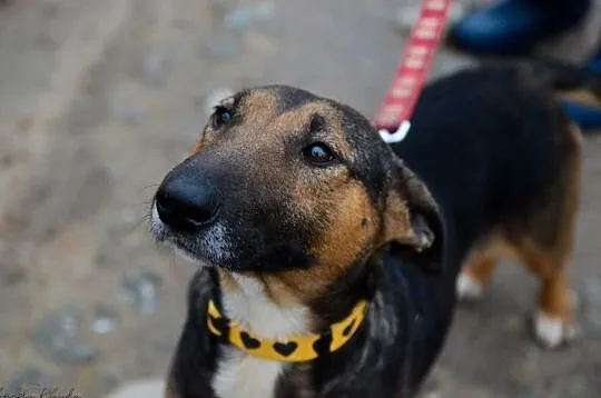 Bibi, sunia BULLTERIER, kochająca człowieka, wesoła sunia adopcja, Pomorskie, Gdańsk