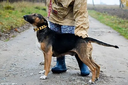 Bibi, sunia BULLTERIER, kochająca człowieka, wesoła sunia adopcja, Pomorskie, Gdańsk