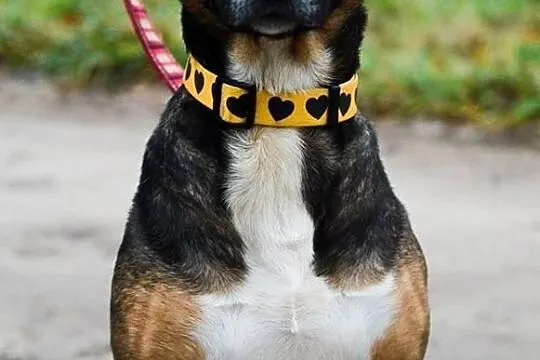 Bibi, sunia BULLTERIER, kochająca człowieka, wesoła sunia adopcja, Pomorskie, Gdańsk