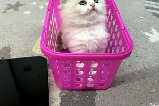 Kocięta Ragdoll z hodowli FiFe/FLP