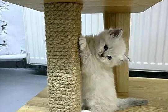Kocięta Ragdoll z hodowli FiFe/FLP, Łódzkie, Aleksandrów Łódzki