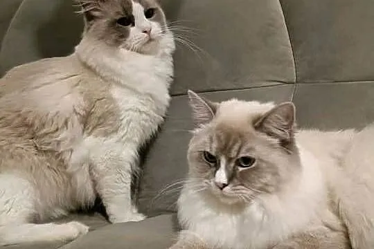 Kocięta Ragdoll z hodowli FiFe/FLP, Łódzkie, Aleksandrów Łódzki