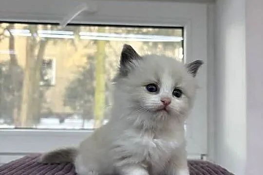 Kocięta Ragdoll z hodowli FiFe/FLP, Łódzkie, Aleksandrów Łódzki
