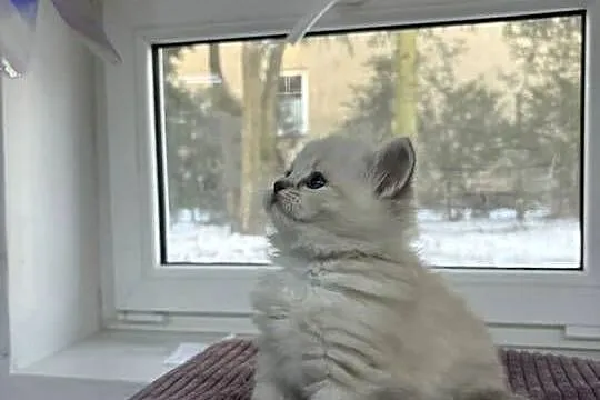 Kocięta Ragdoll z hodowli FiFe/FLP, Łódzkie, Aleksandrów Łódzki