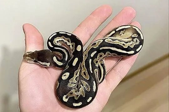 Pyton królewski Cinnamon het Clown