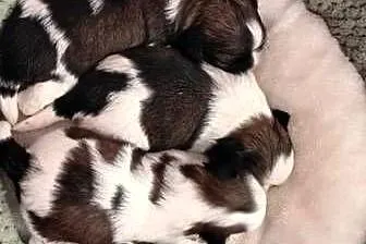 Szczenięta Shih - Tzu