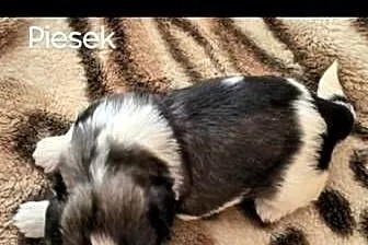 Szczenięta Shih - Tzu, Mazowieckie, Zwoleń