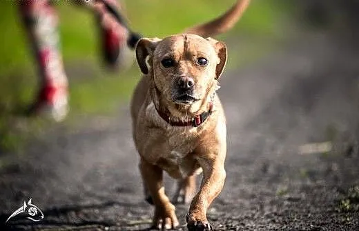 Mark - przyjazny piesek w typie jamnika do adopcji