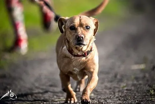 Mark - przyjazny piesek w typie jamnika do adopcji