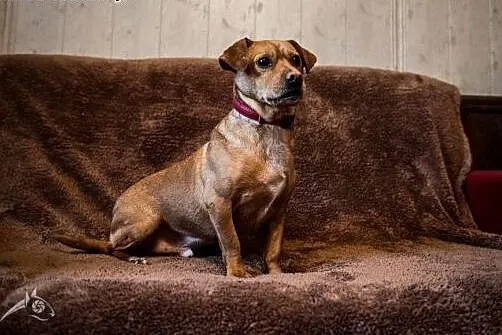 Mark - przyjazny piesek w typie jamnika do adopcji