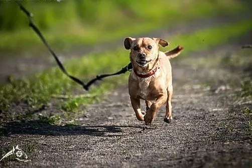 Mark - przyjazny piesek w typie jamnika do adopcji
