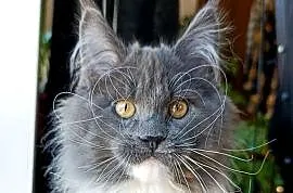 Niebieski z białym Maine Coon - FPL