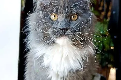 Niebieski z białym Maine Coon - FPL, Pomorskie, Gdańsk