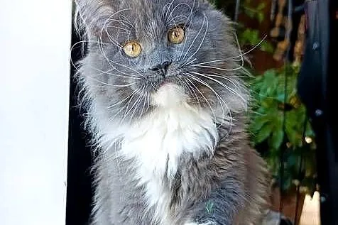 Niebieski z białym Maine Coon - FPL, Pomorskie, Gdańsk