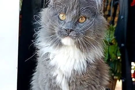 Niebieski z białym Maine Coon - FPL, Pomorskie, Gdańsk