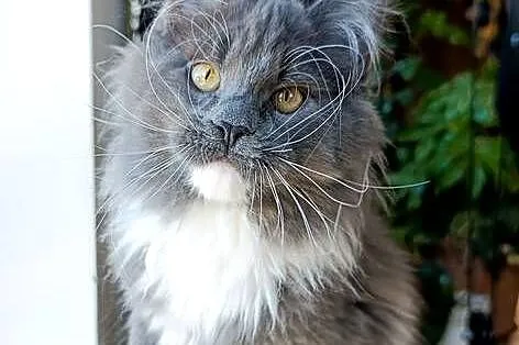 Niebieski z białym Maine Coon - FPL, Pomorskie, Gdańsk