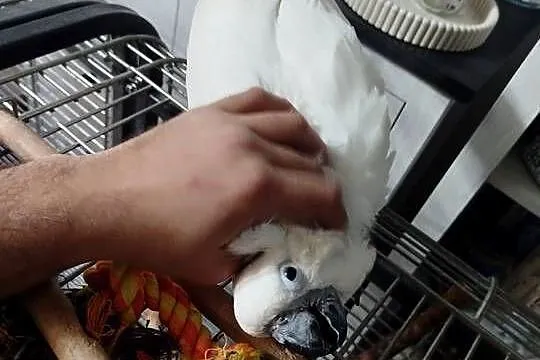 Kakadu Alba