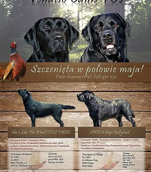 Szczeniaki Labrador Retriever FCI - rodowodowe, ś