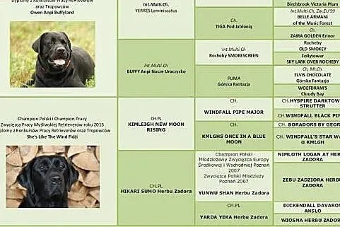 Szczeniaki Labrador Retriever FCI - rodowodowe,  ś