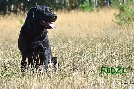Szczeniaki Labrador Retriever FCI - rodowodowe,  ś