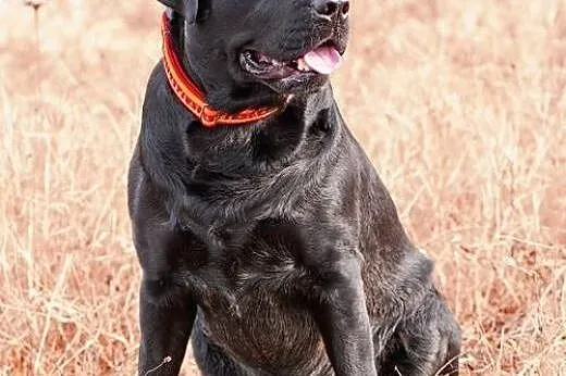 Szczeniaki Labrador Retriever FCI - rodowodowe,  ś