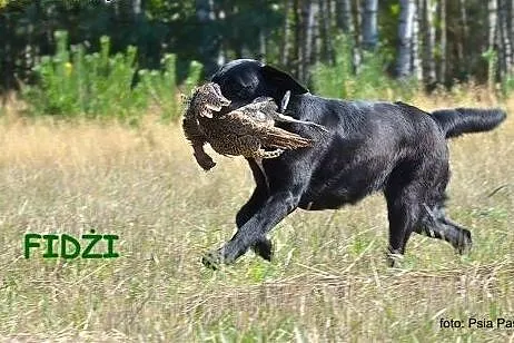 Szczeniaki Labrador Retriever FCI - rodowodowe,  ś