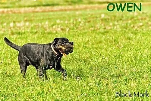 Szczeniaki Labrador Retriever FCI - rodowodowe,  ś