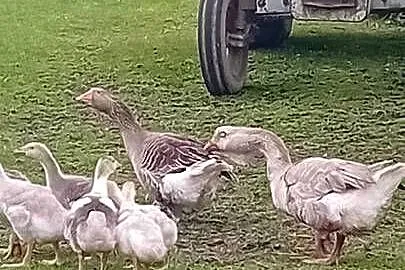 sprzedam gesi, Małopolskie, Nowy Sącz