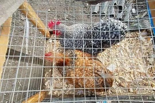 Kochiny miniaturki koguciki