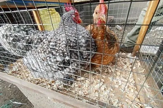 Kochiny miniaturki koguciki, Kujawsko-pomorskie, Szubin