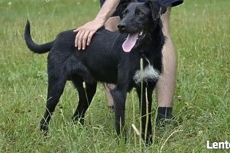 Platon marznie w schroniskowej budzie - to piękny,