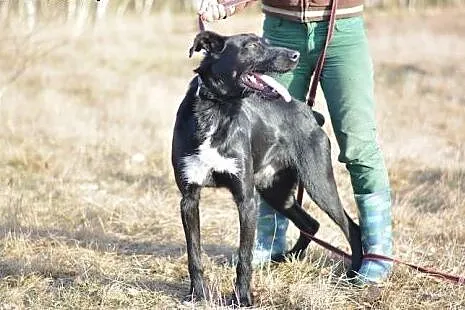 Platon marznie w schroniskowej budzie - to piękny,
