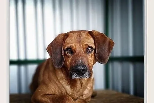 LUTEK,średni,łagodny,nieśmiały,szczepiony piesek.ADOPCJA