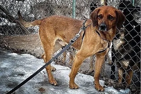 LUTEK,średni,łagodny,nieśmiały,szczepiony piesek.ADOPCJA, Małopolskie, Kraków