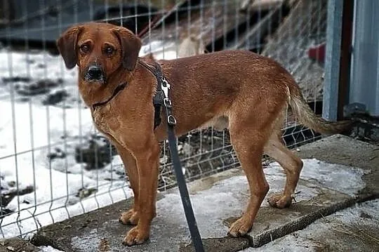 LUTEK,średni,łagodny,nieśmiały,szczepiony piesek.ADOPCJA, Małopolskie, Kraków