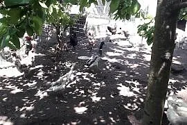 Sprzedam kaczki biegusy