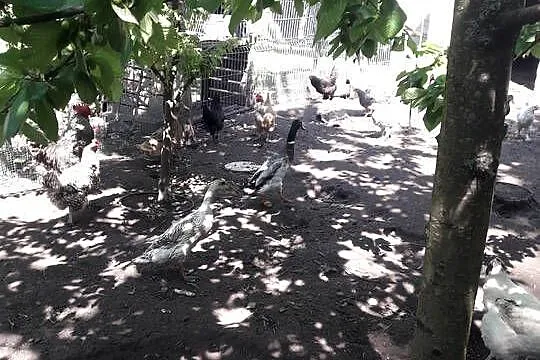 Sprzedam kaczki biegusy, Lubelskie, Tomaszów Lubelski