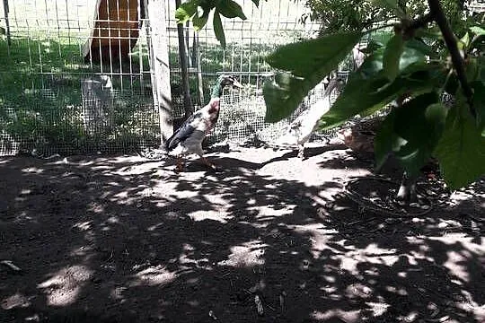 Sprzedam kaczki biegusy, Lubelskie, Tomaszów Lubelski