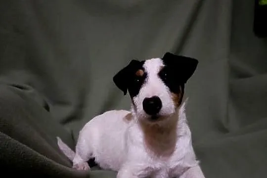 Wzorcowy Jack Russell terrier JRT Jack Rasel terier tricolor, Opolskie, Krapkowice